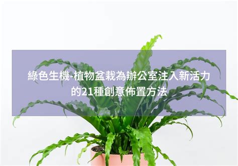 辦公室植物盆栽|綠色生機